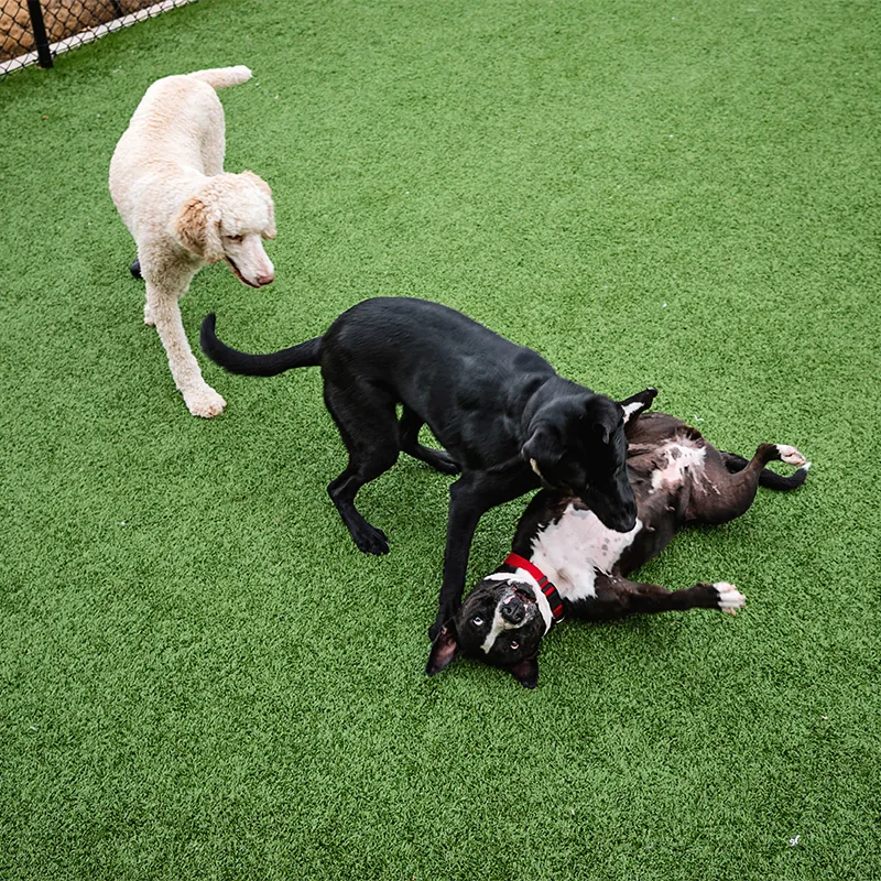 Dogs playing together