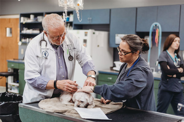 services1 Veterinarian examining the dog