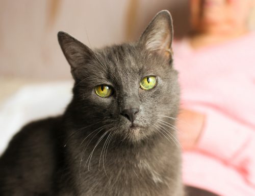 A Pet Owner’s Guide to Cognitive Dysfunction
