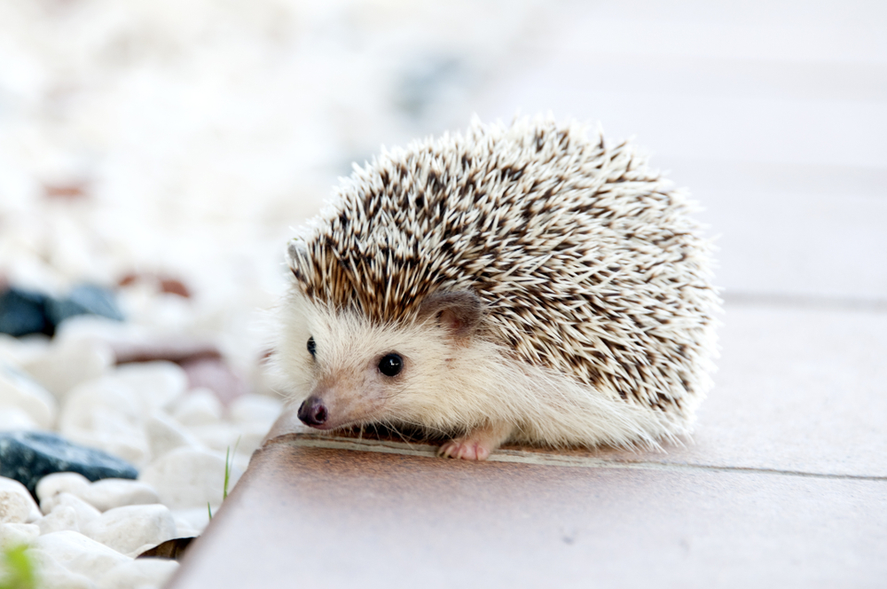 Hedgehog pet animal