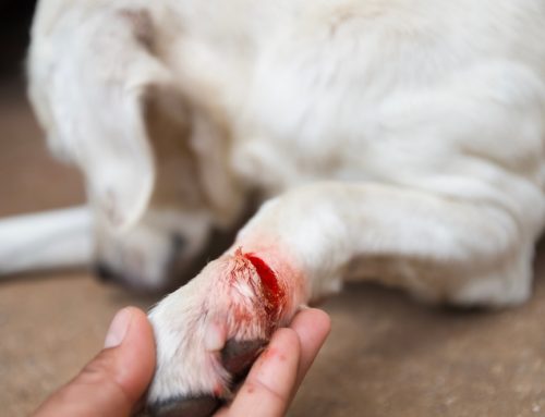 Can It Wait? Emergency Versus Urgent Veterinary Care