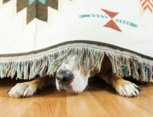 The Sky is Falling! Canine Noise Aversion