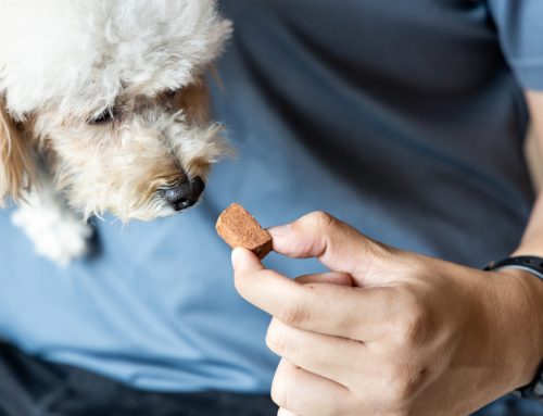 Protecting Your Pet from Heartworm Disease