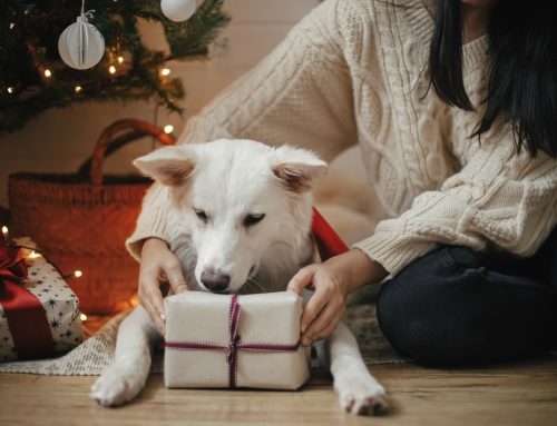 Pet Safety Tips to Avoid Holiday Mishaps