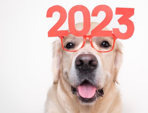 Your Pet’s Best Year Yet—5 Resolutions for Pets