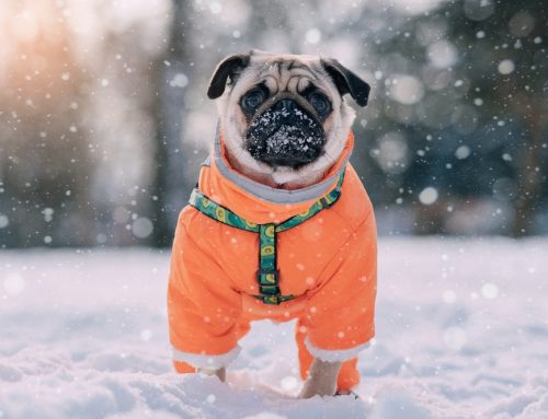 6 Cold-Weather Safety Tips for Dog Owners