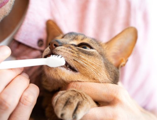 Brush Up on Pet Dental Health