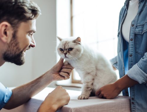 6 Ways to Care for your Senior Pet