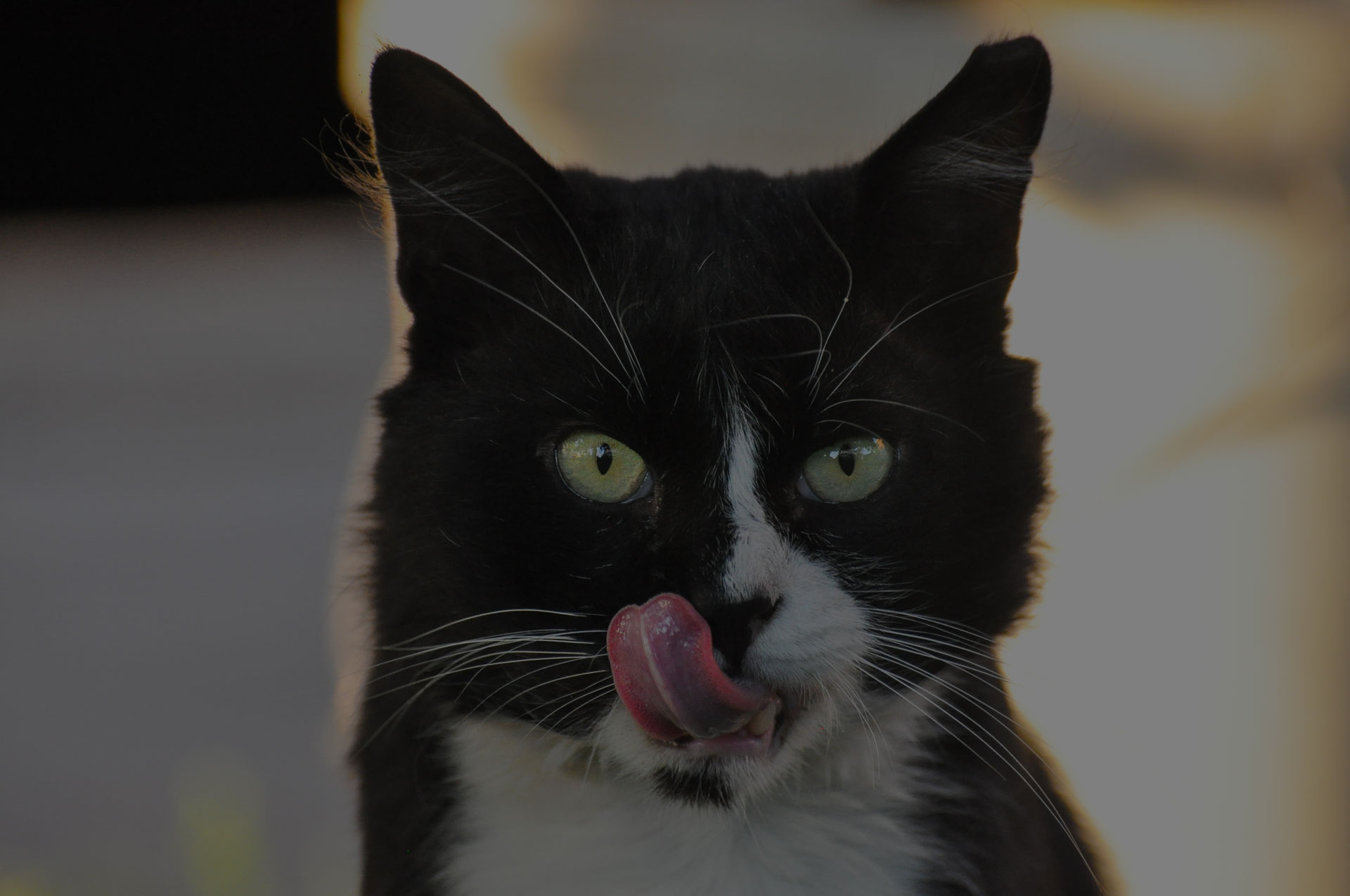Hungry black cat licking his lips